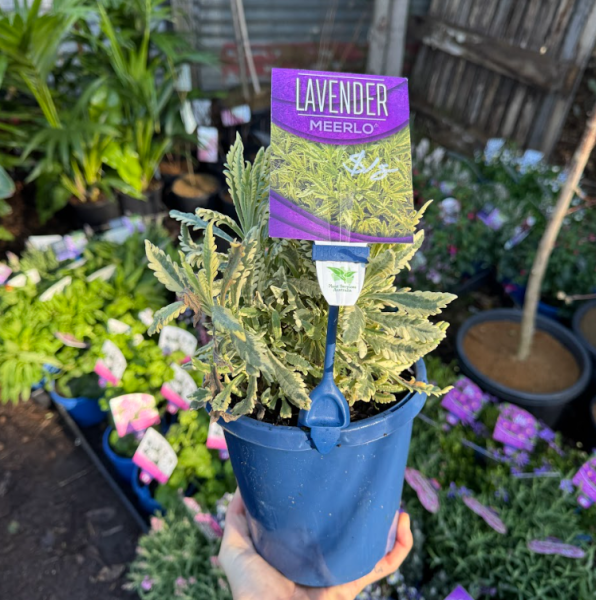 Lavender allardii Meerlo