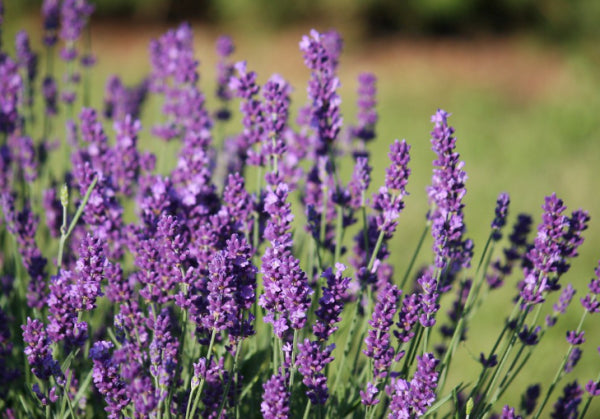 Lavandula angustifolia English Lavender