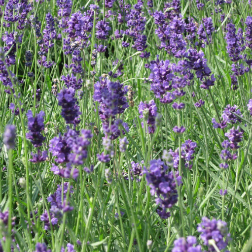 Munstead Lavender