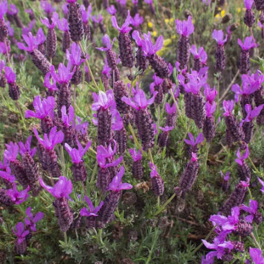 Lavender dentata French Lavender