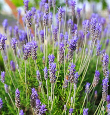 Lavandula dentata French Blue