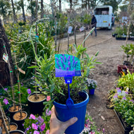 Lavender Elite French