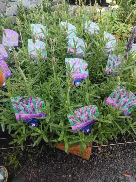 Lavender Elite French