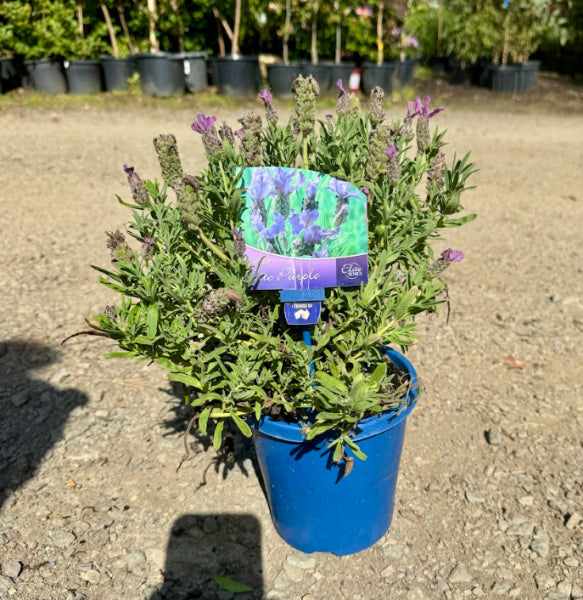 Lavandula spp. Elite Purple Lavender