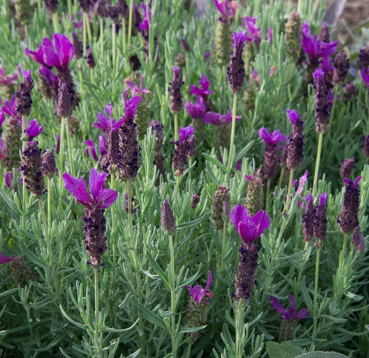Lavandula stoechas  {Lavender - Javelin Forte Deep Purple}