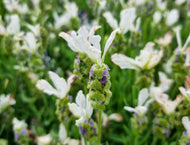 Lavandula stoechas Javelin Forte White Lavender