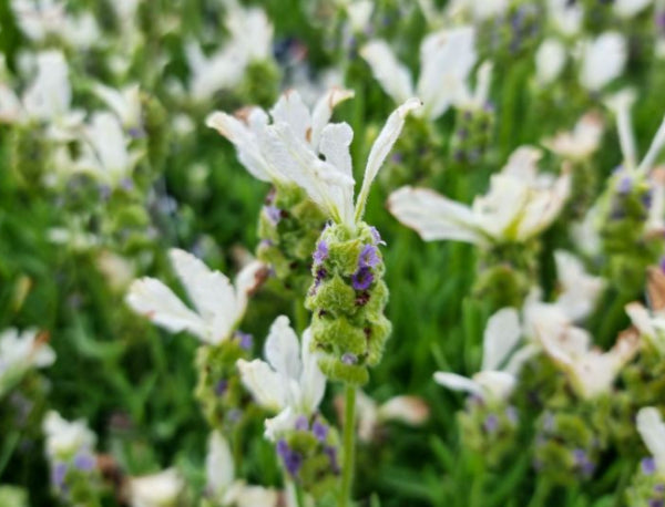 {Lavender - Javelin Forte White}  Lavandula stoechas