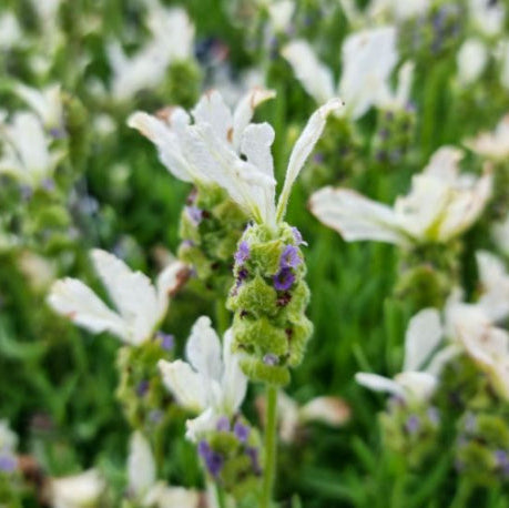 Lavandula stoechas Javelin Forte White Lavender