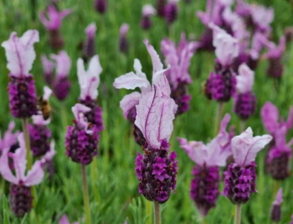 Lavender - Pink Queen Lavandula pedunculata