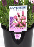 Lavandula pedunculata Sensation Rose Lavender