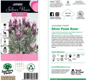 Lavandula spp. Silver Posie Rose Lavender