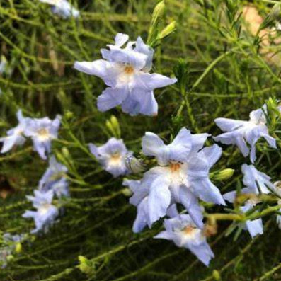 Lechenaultia biloba Blue Ruffles