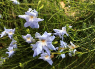 Lechenaultia biloba Blue Ruffles