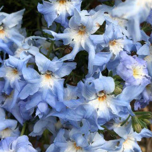Lechenaultia biloba Blue Ruffles