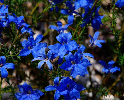 Lechenaultia biloba Sky High