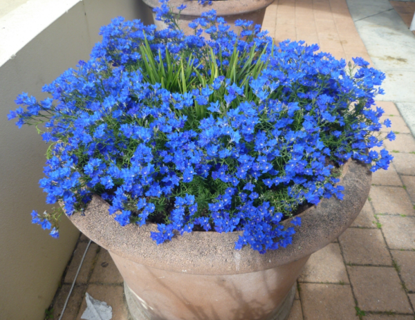 Lechenaultia biloba Sky High