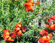 Lechenaultia formosa Jaffa