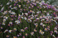 Lechenaultia Rhapsody