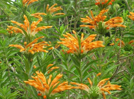 Leonotis leonurus Orange