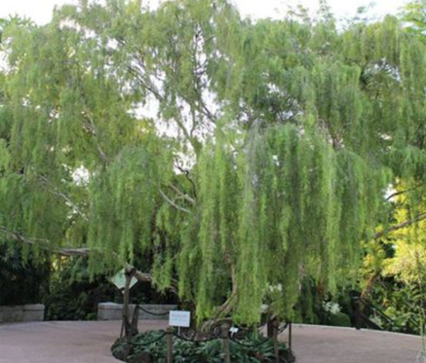 Leptospermum brachyandrum Silver Form