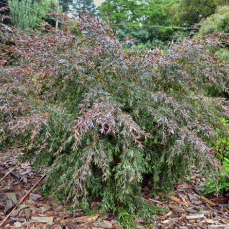 Leptospermum Copper Glow