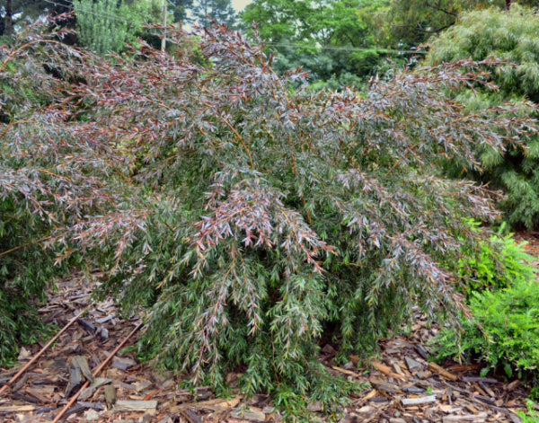 Leptospermum Copper Glow