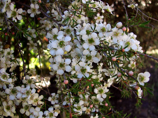 Leptospermum flavescens Cardwell