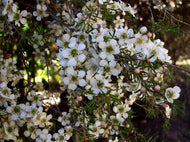 Leptospermum flavescens Cardwell