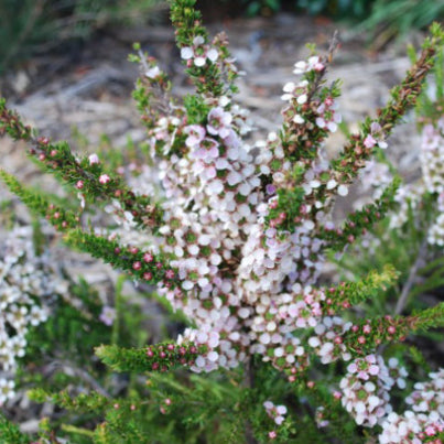 Leptospermum liversidgei Mozzie Blocker PBR