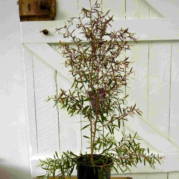 Leptospermum morrisonii Burgundy