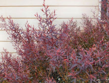 Load image into Gallery viewer, Leptospermum morrisonii Burgundy
