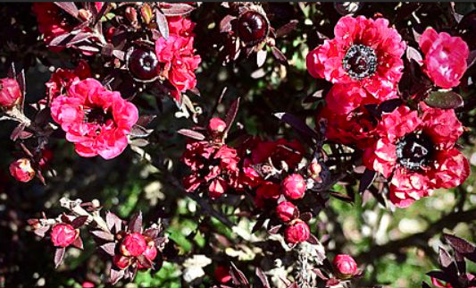 Leptospermum nanum rubrum