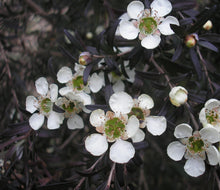 Load image into Gallery viewer, Leptospermum obovatum Starry Night
