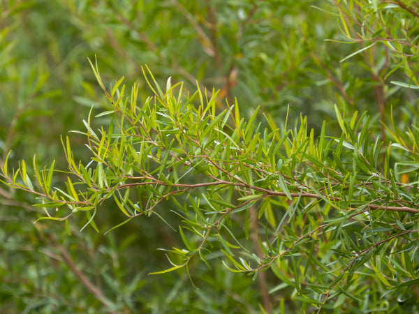 Leptospermum petersonii