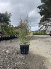 Load image into Gallery viewer, Leptospermum petersonii
