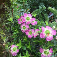 Leptospermum Rhiannon  PBR