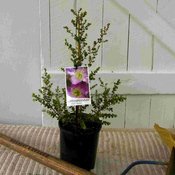 Leptospermum rotundifolium Lavender Queen