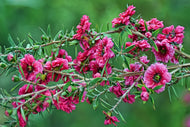 Leptospermum scoparium Kiwi