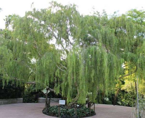 Silver Weeping Leptospermum
