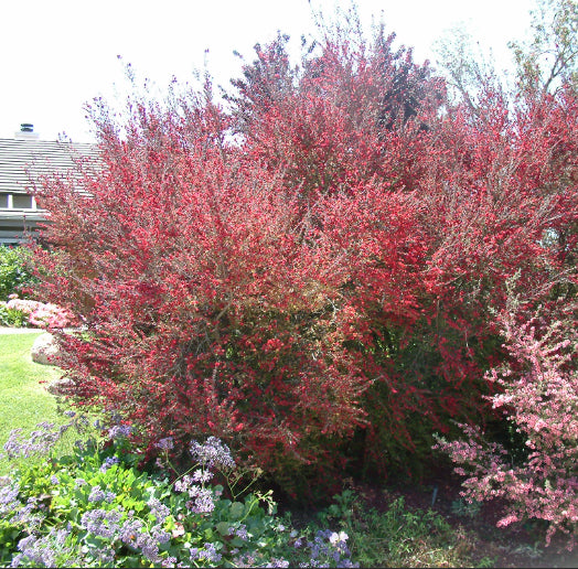 Leptospermum spp. Burgundy