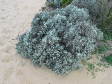 Leucophyta brownii Cushion Bush