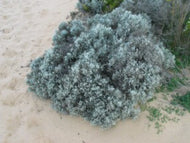 Leucophyta brownii Cushion Bush