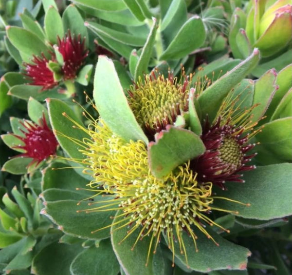 Leucospermum oleifolium Calypso Red