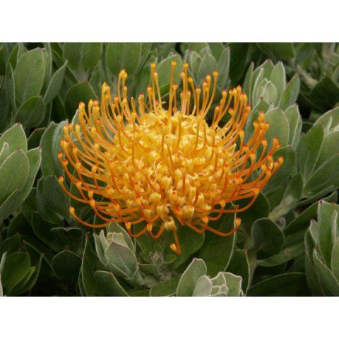 Leucospermum Carnival rtm Copper