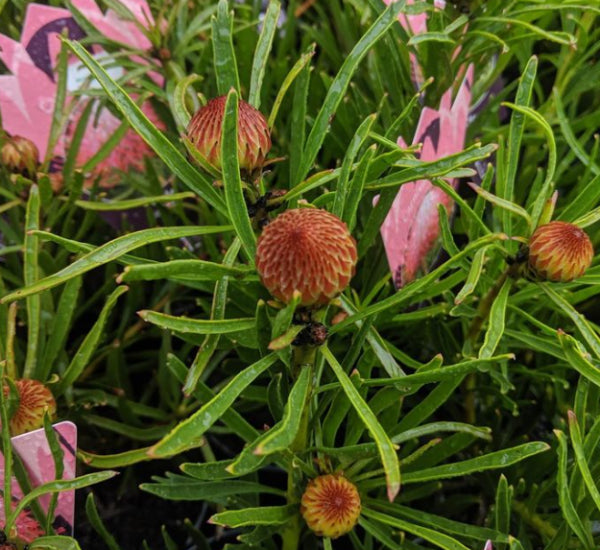 Leucospermum Carnival rtm Flame