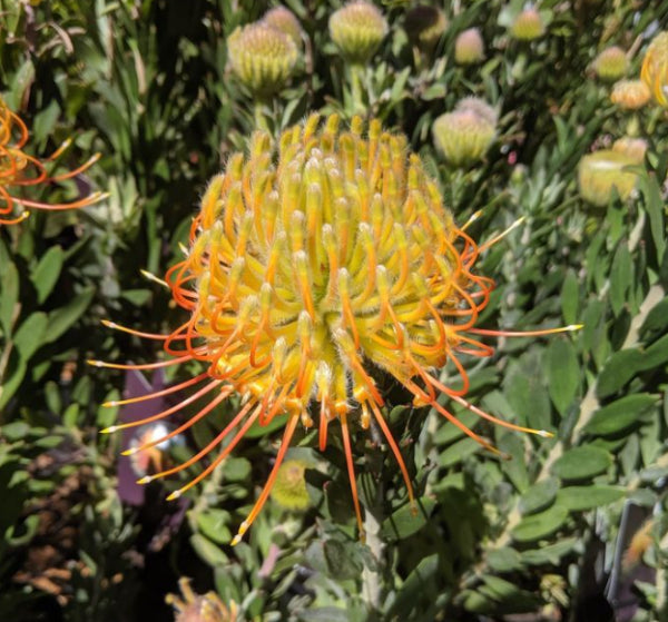 Leucospermum Carnival rtm Orange