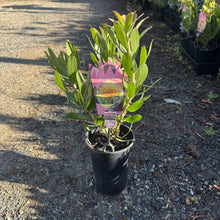Load image into Gallery viewer, Leucospermum Carnival rtm Orange
