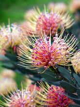 Load image into Gallery viewer, Leucospermum Carnival rtm Peach
