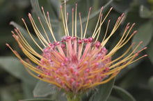 Load image into Gallery viewer, Leucospermum Carnival rtm Peach
