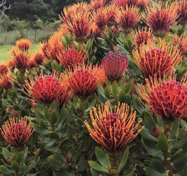 Leucospermum Carnival rtm Red